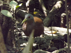 Gallirallus castaneoventris