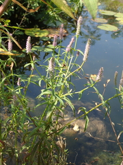 Pogostemon stellatus