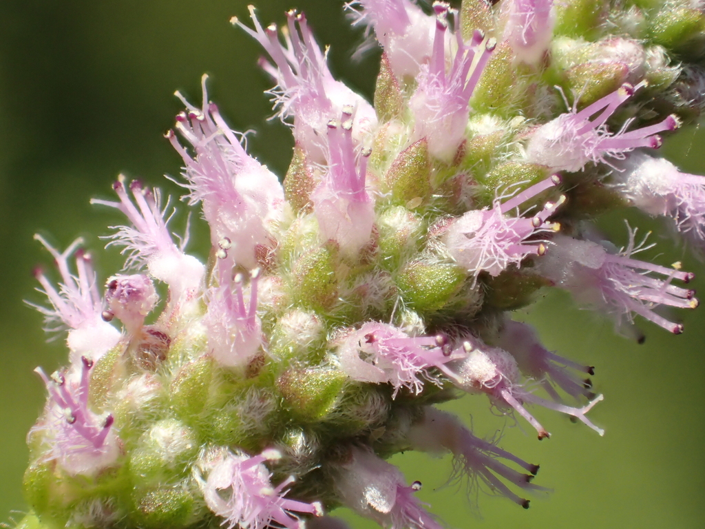 Étoile d'eau / Rotala étoilée (Pogostemon stellatus)