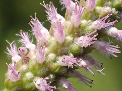 Pogostemon stellatus
