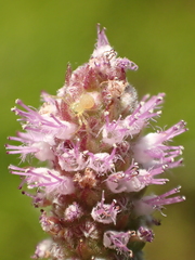 Pogostemon stellatus