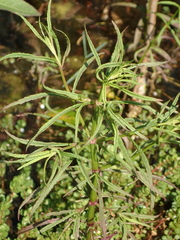 Pogostemon stellatus