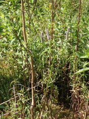 Pogostemon stellatus