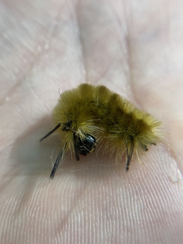 Banded Tussock Moth photo 5