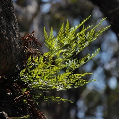 Davallia solida pyxidata