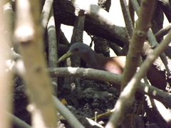 Gallirallus castaneoventris