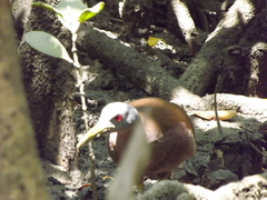 Gallirallus castaneoventris