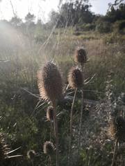 Dipsacus comosus
