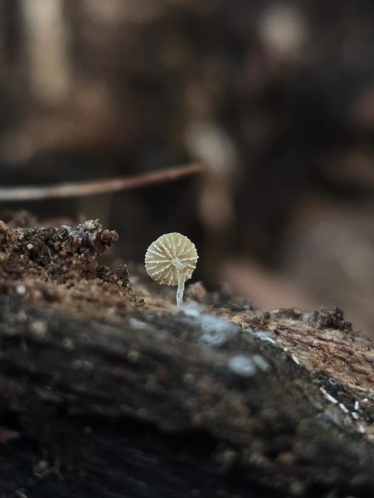 Simocybe sp. 'VT01'