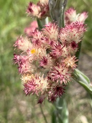 Helichrysum appendiculatum