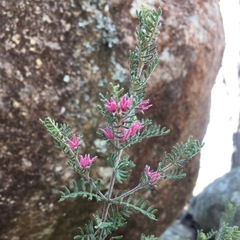 Boronia granitica