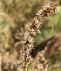Eupatorium leptophyllum image