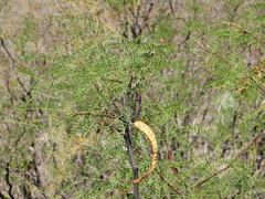 Prosopis flexuosa