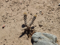 Pterocactus tuberosus