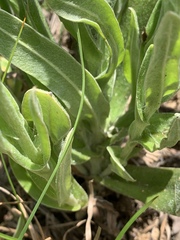 Helichrysum appendiculatum