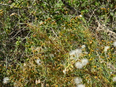 Senecio subulatus erectus