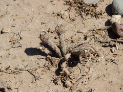 Pterocactus tuberosus