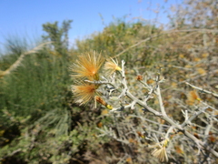Cyclolepis genistoides