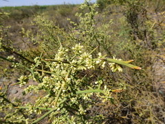 Hualania colletioides