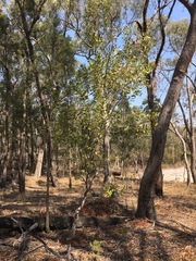 Persoonia cornifolia