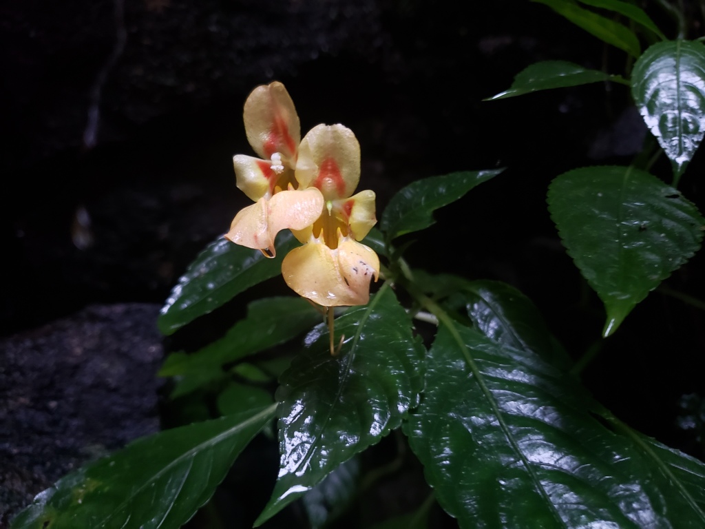 Impatiens pulchra (Impatiens pulchra)