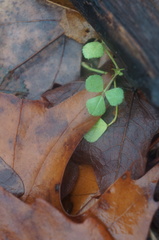 Medicago lupulina