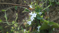 Ipomoea biflora