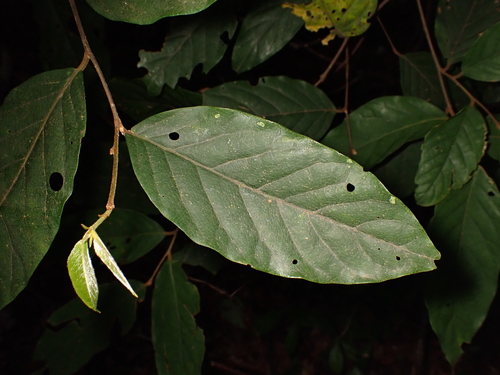 Prunus arborea observed 2025-09-12