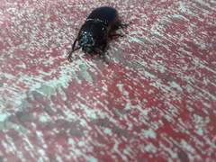 Coleoptera