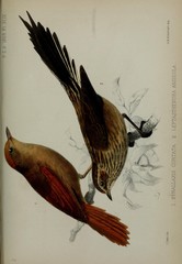 Andean Tit-Spinetail photo 2