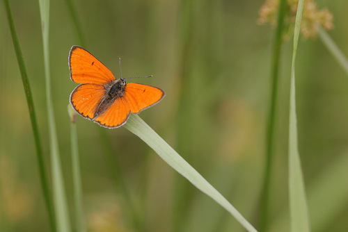 Lycaena dispar