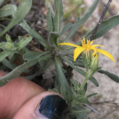 Heterotheca sessiliflora