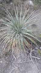 Puya aequatorialis