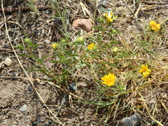 Grindelia pulchella