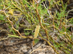 Prosopis flexuosa
