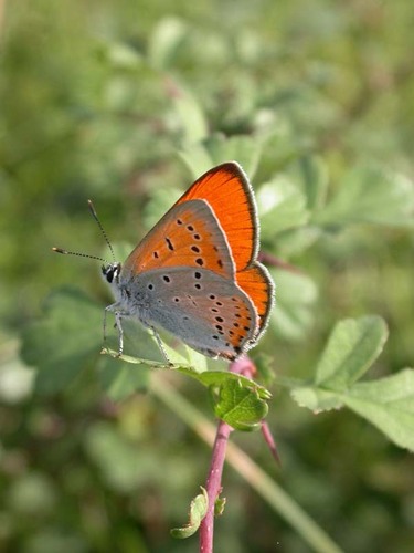 Lycaena dispar