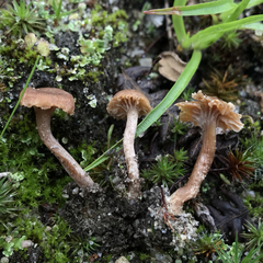 Pseudoomphalina