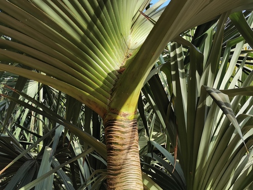 Pandanus utilis