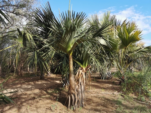 Pandanus utilis