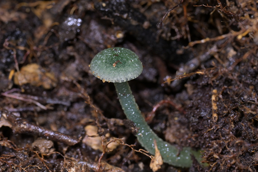 Gliophorus graminicolor · September 2025 · photo: © christopherstephens (iNaturalist, cc-by)