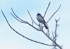 Pseudospingus xanthophthalmus