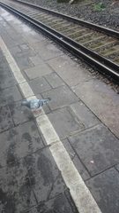 Columba livia domestica