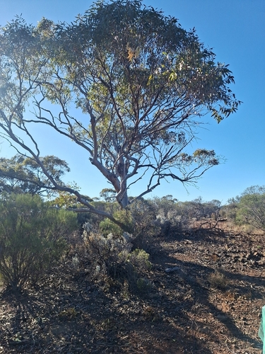 Eucalyptus griffithsii 3