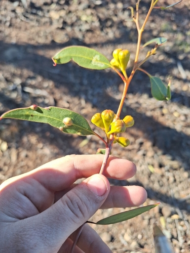 Eucalyptus griffithsii