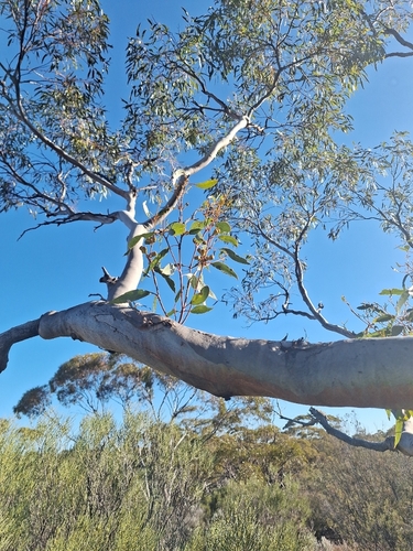 Eucalyptus griffithsii 4
