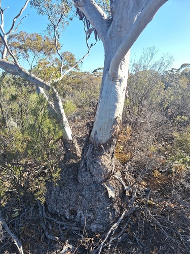 Eucalyptus griffithsii 2