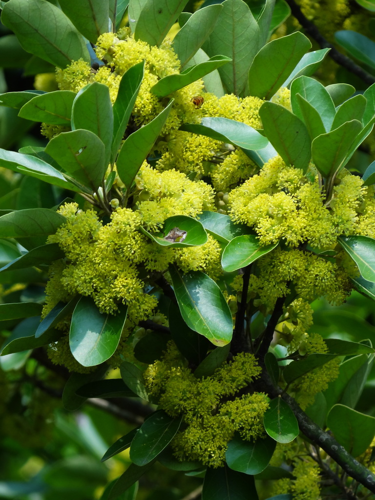 Bời lời đỏ (Litsea glutinosa)