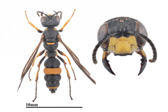 Cerceris formosana