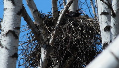 Corvus corax kamtschaticus
