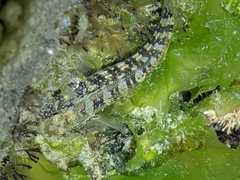 Tridentiger trigonocephalus